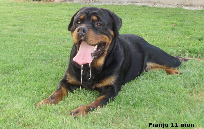 franjo7