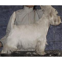 Balou van Gorgar