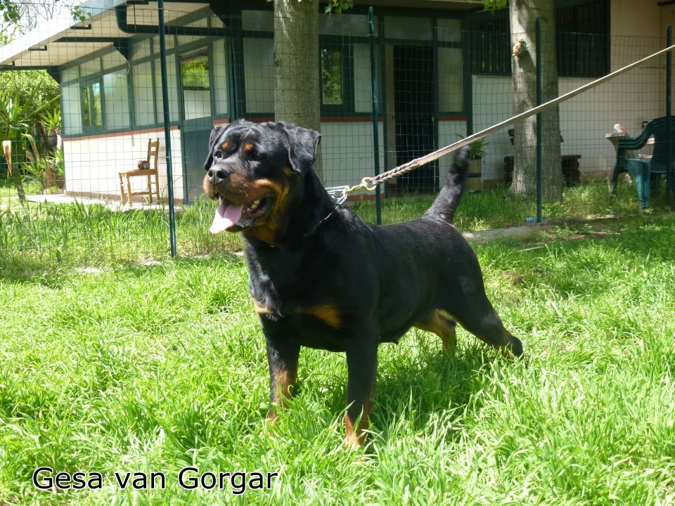 Gesa-van-Gorgar-2012